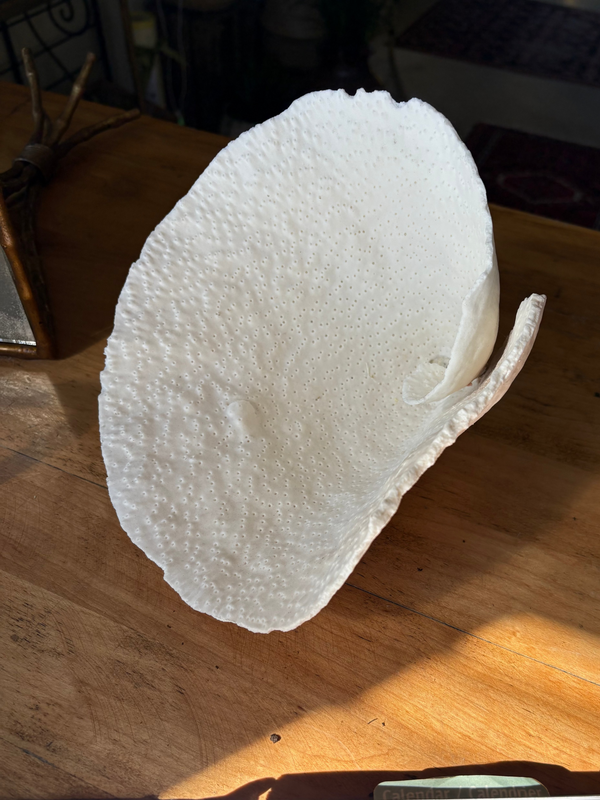White Cup Coral
