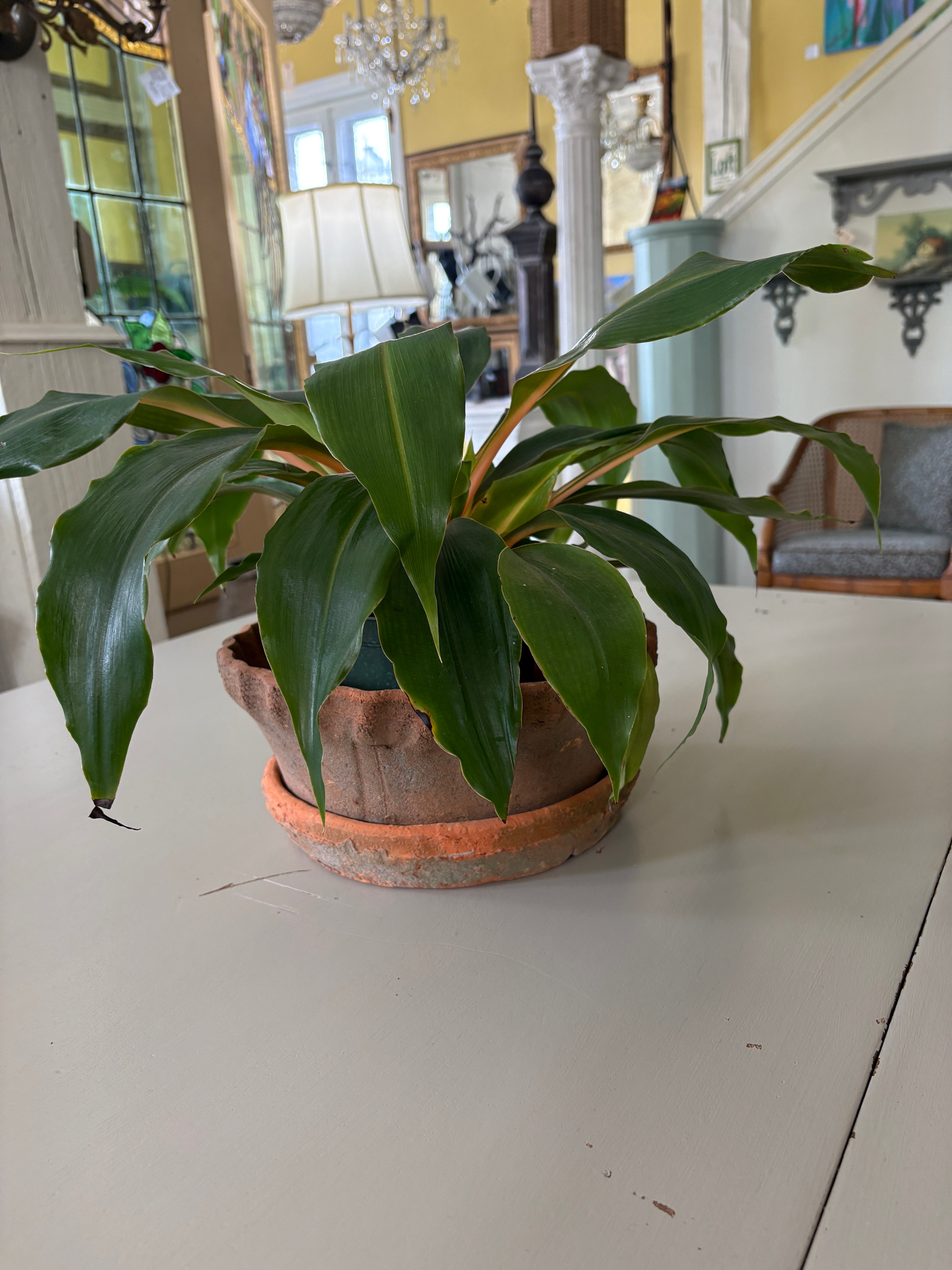 Frilly Edge Terra Cotta Dish Garden