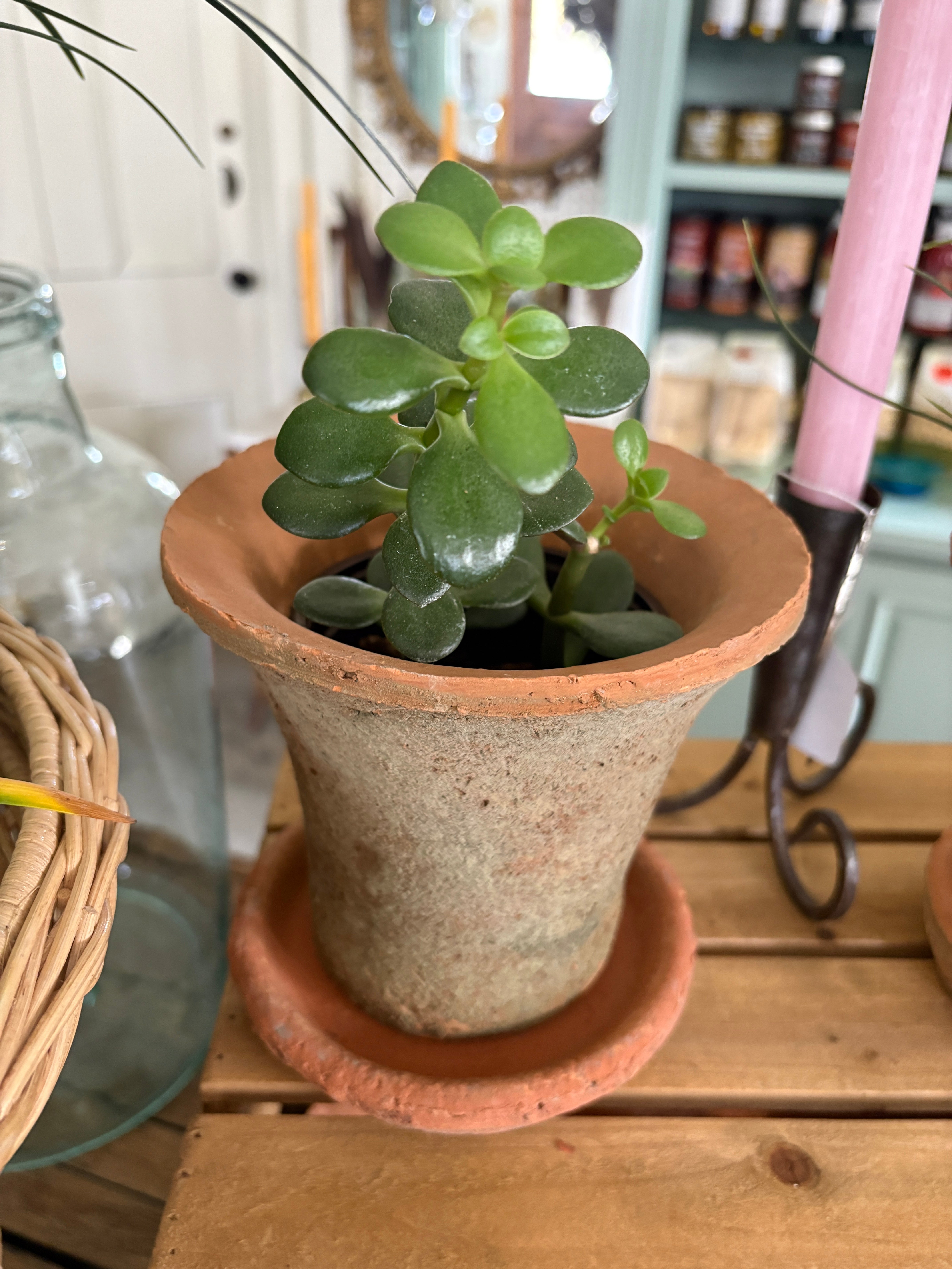 Terra Cotta Pot with Saucer