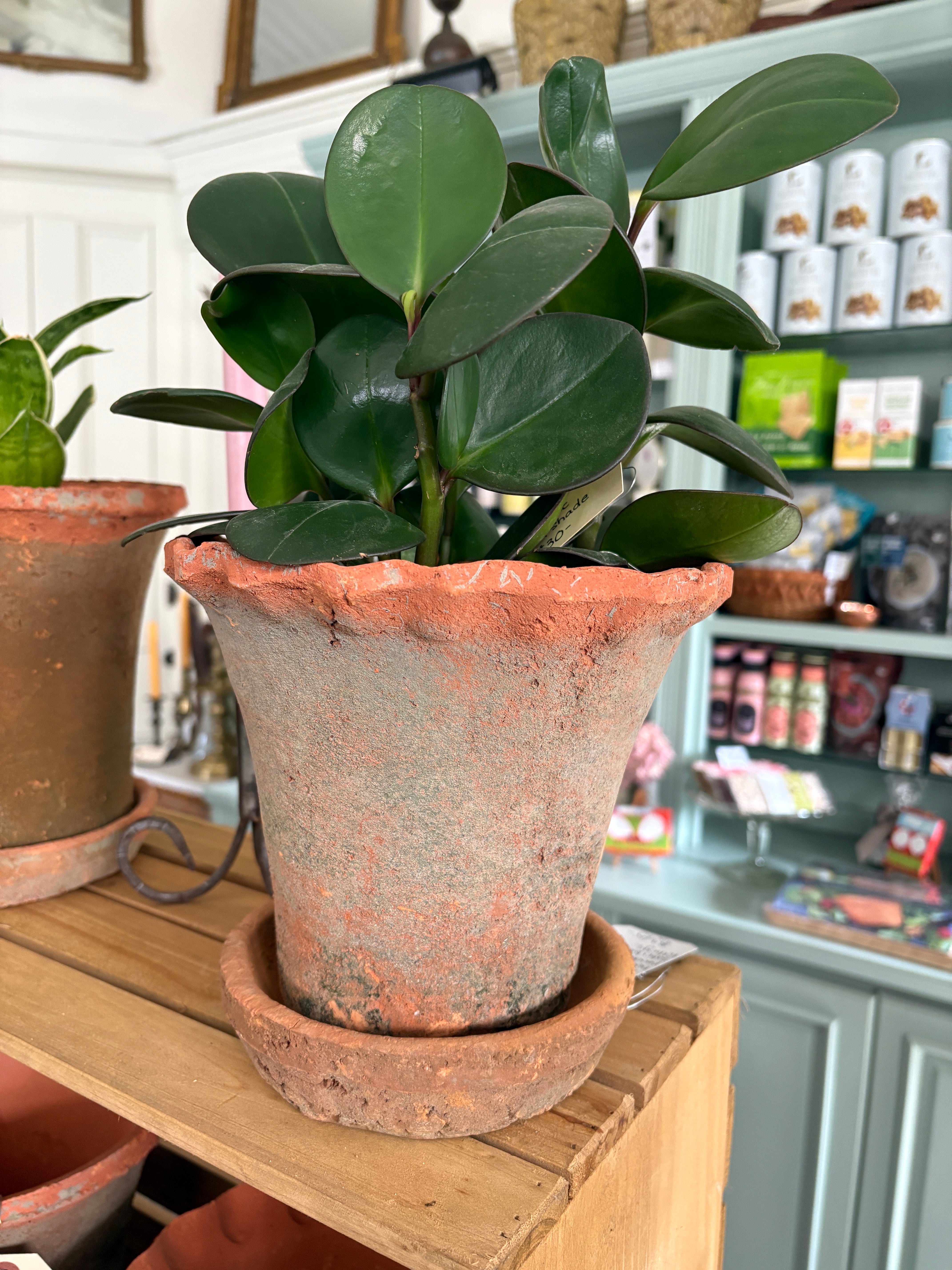 Frilly Edge Terra Cotta Pot and Saucer