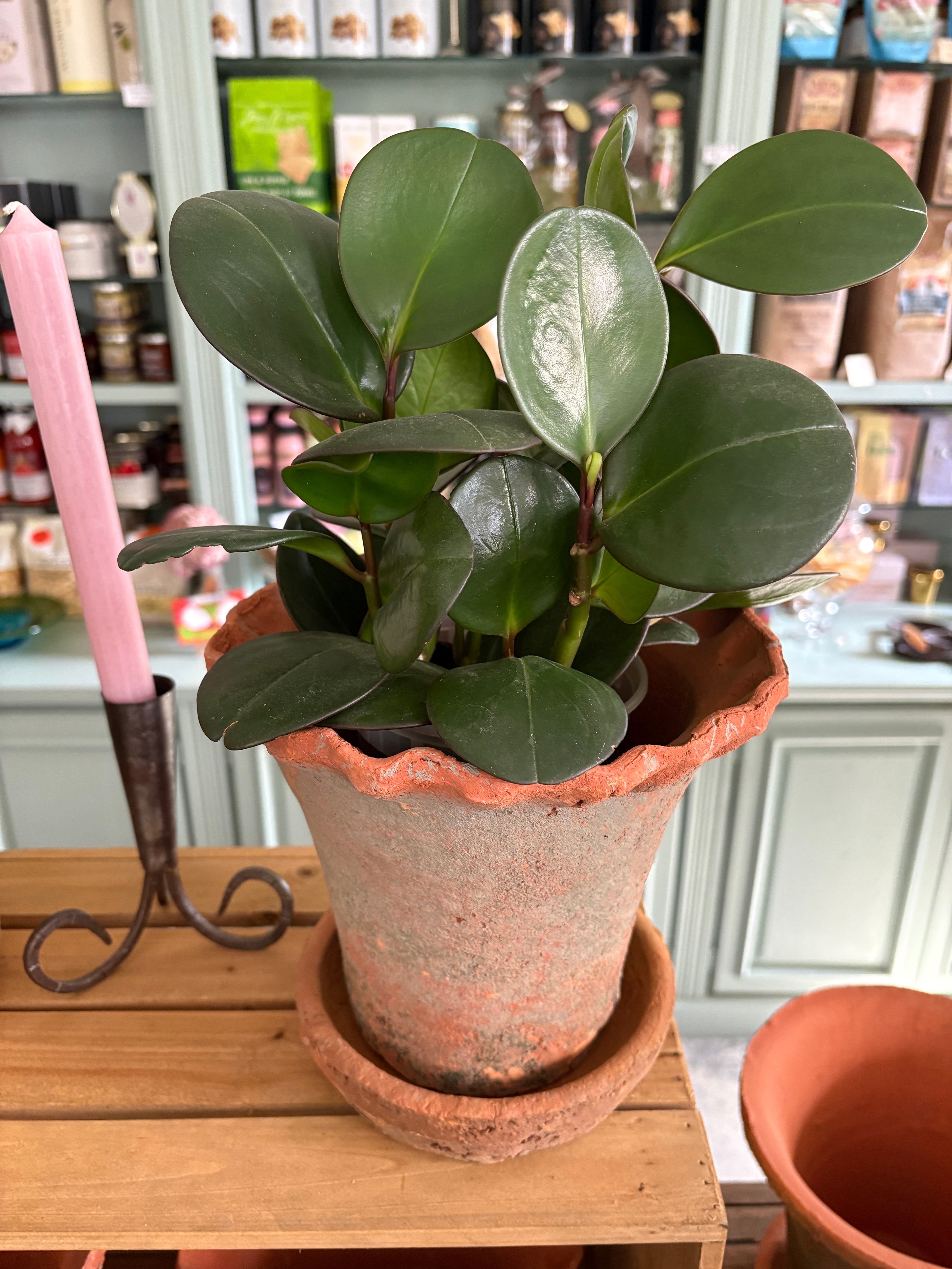 Frilly Edge Terra Cotta Pot and Saucer