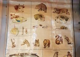 Antique mammals poster