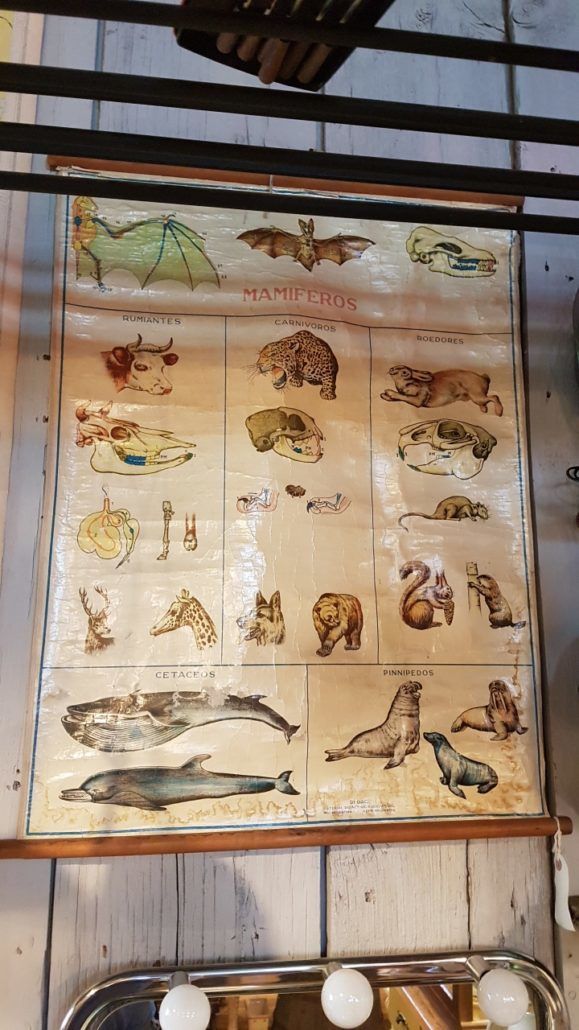 Antique mammals poster