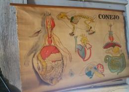 Antique mid-century anatomy of a rabbit poster