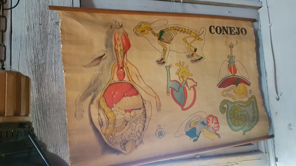 Antique mid-century anatomy of a rabbit poster